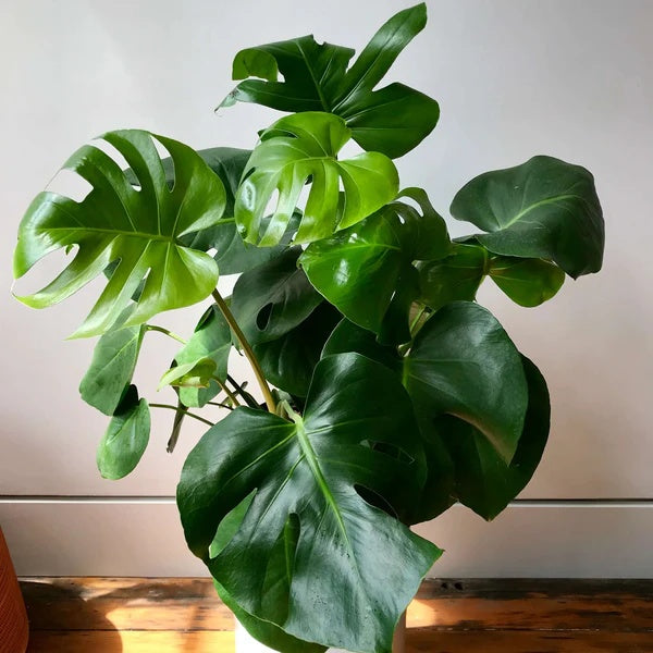 Windowleaf Plant Seeds 