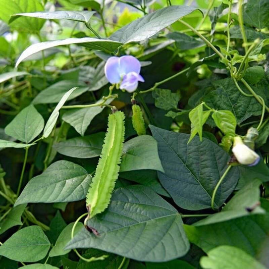 Winged Bean Seeds - Vegetable Plant
