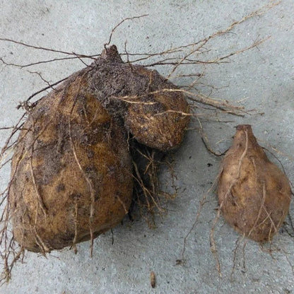 Winged Yam Seeds