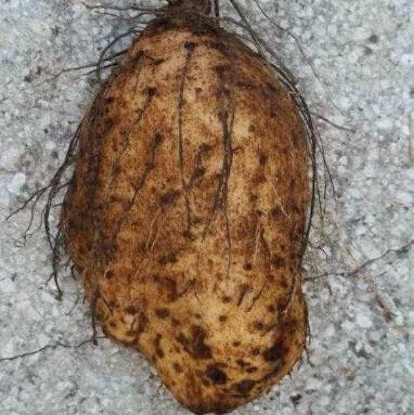Winged Yam Seeds