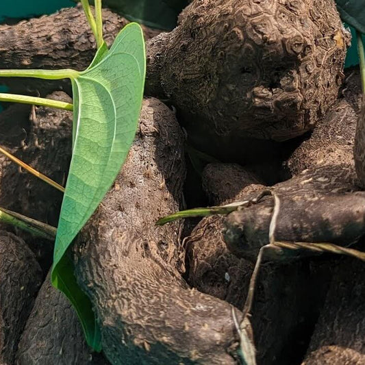 Winged Yam Seeds