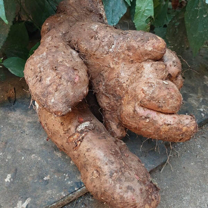 Winged Yam Seeds