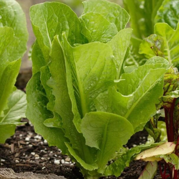 Winter Density Lettuce seeds - Vegetable Plant