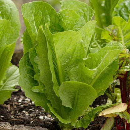 Winter Density Lettuce seeds - Vegetable Plant