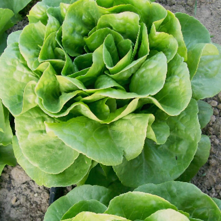 Winter Density Lettuce seeds - Vegetable Plant
