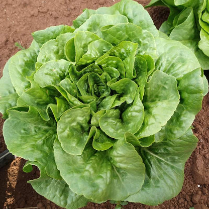 Winter Density Lettuce seeds - Vegetable Plant