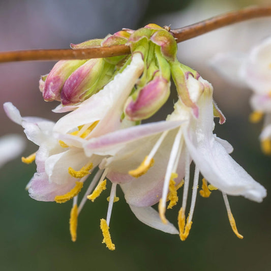 Winter Honeysuckle Seeds