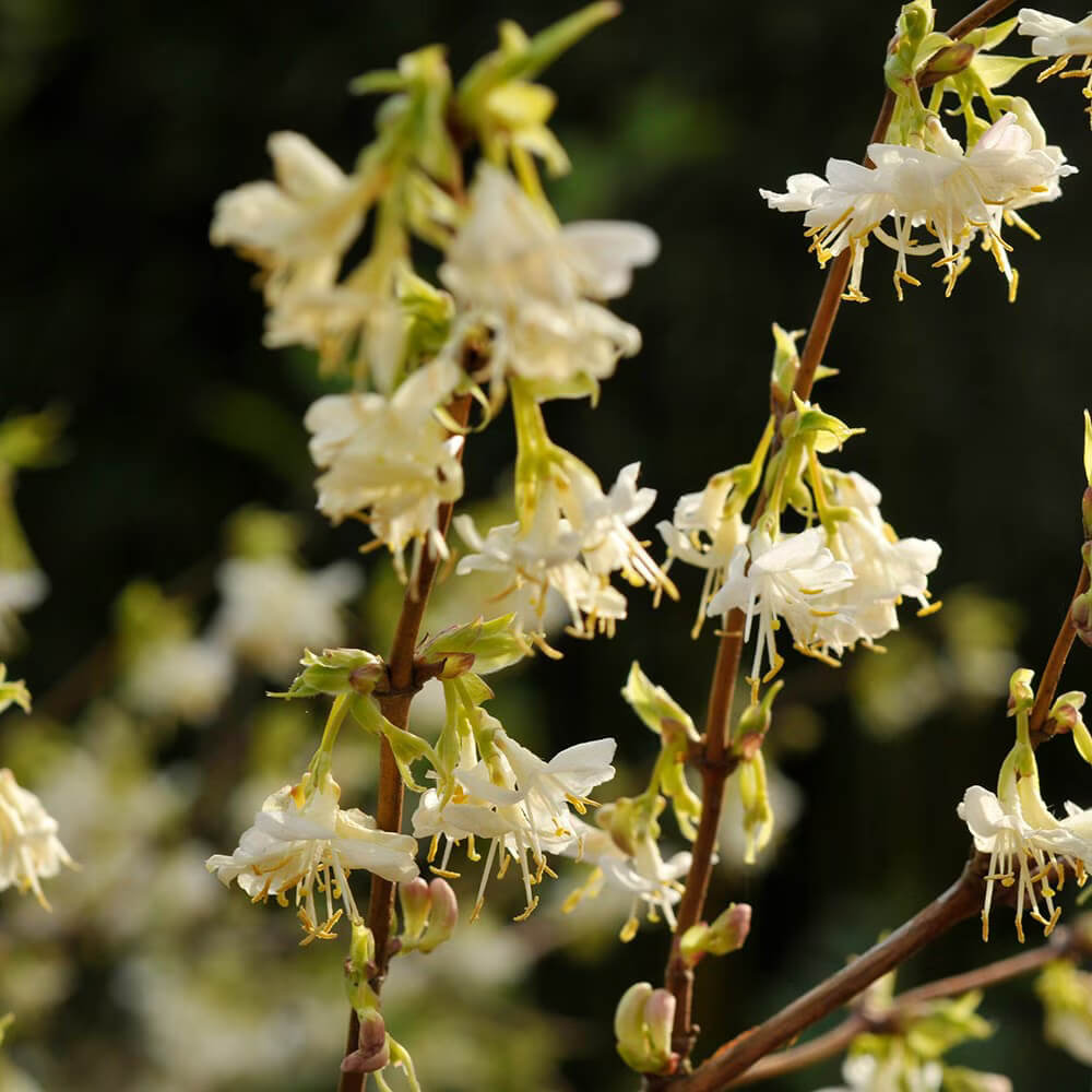Winter Honeysuckle Seeds