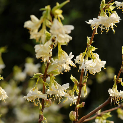Winter Honeysuckle Seeds