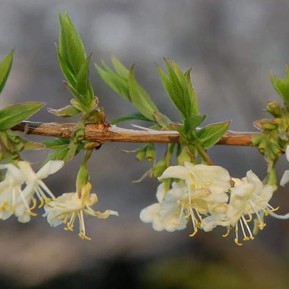 Winter Honeysuckle Seeds
