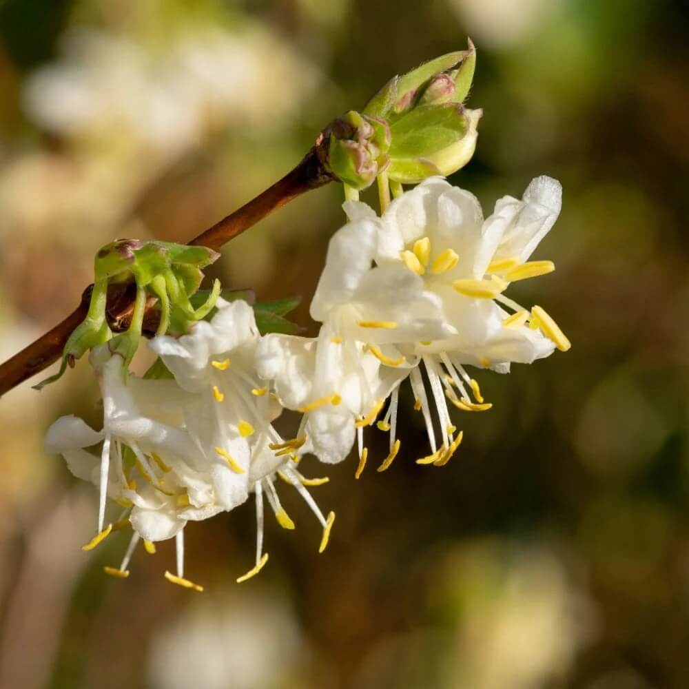 Winter Honeysuckle Seeds