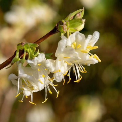 Winter Honeysuckle Seeds