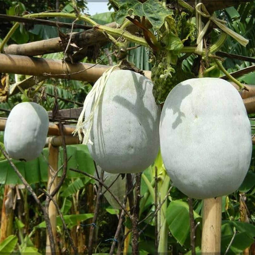 Winter Melon Seeds