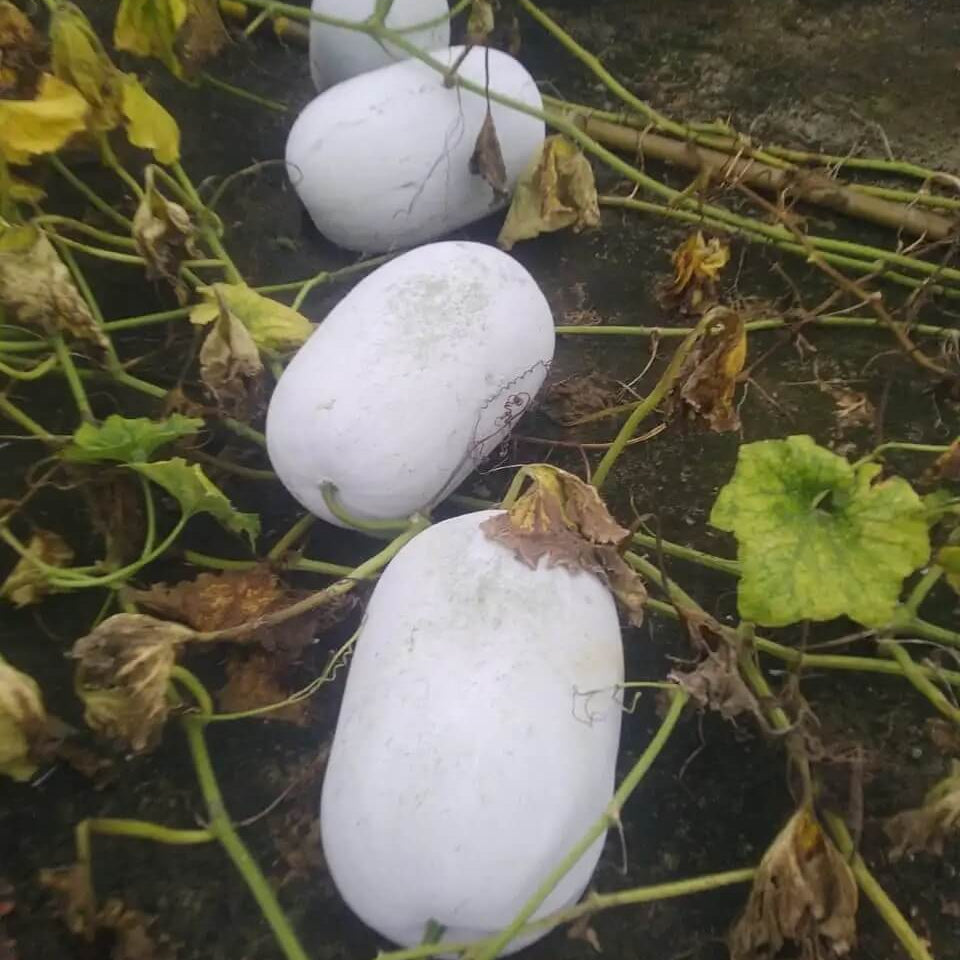 Winter Melon Seeds
