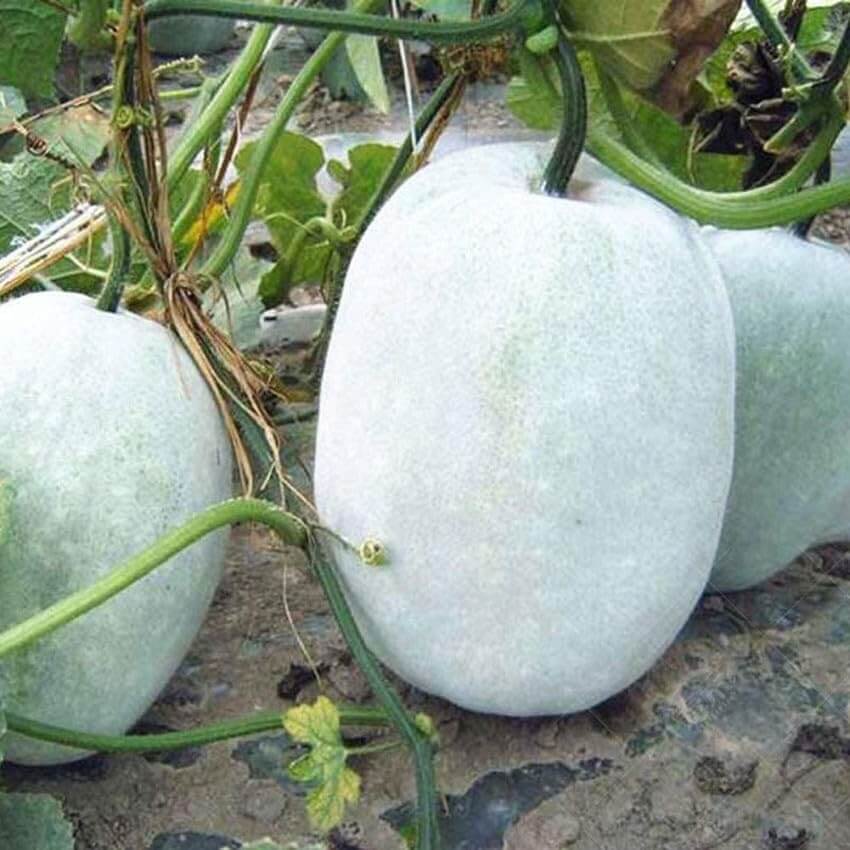 Winter Melon Seeds