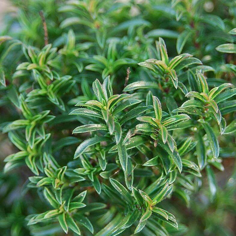 Winter Savory Seeds - Herbal Plant