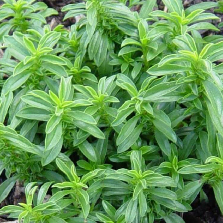 Winter Savory Seeds - Herbal Plant