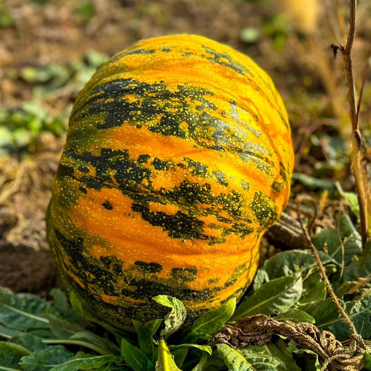 Winter Squash Seeds