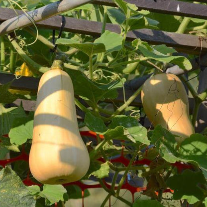 Winter Squash Seeds - Vegetable Plant