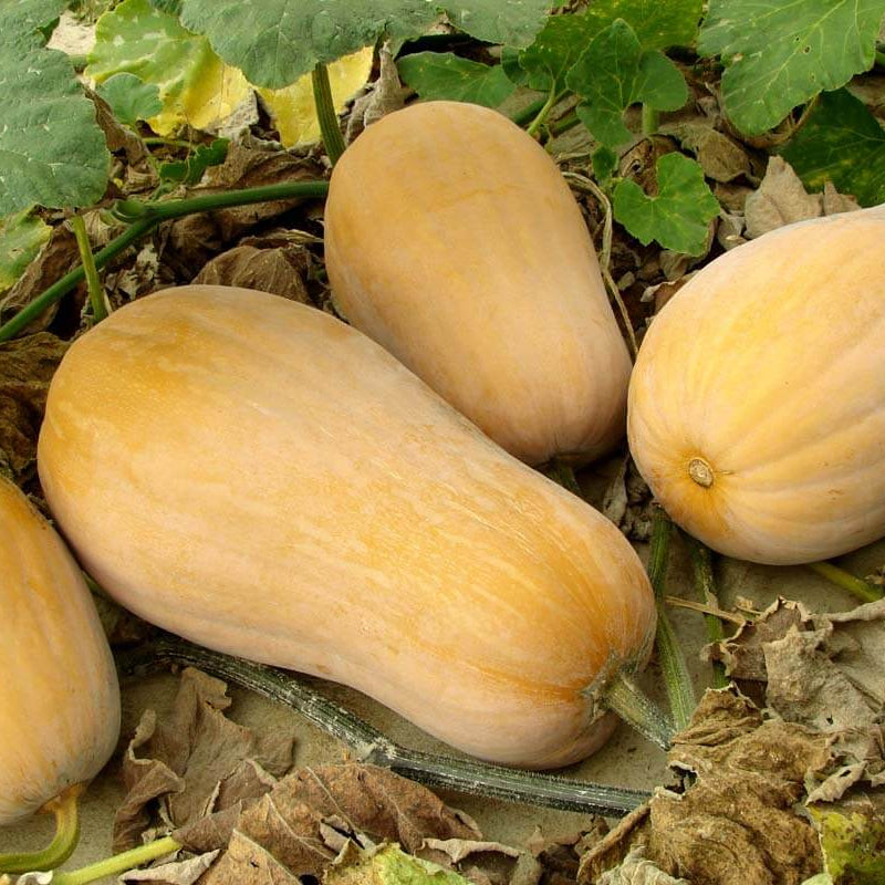 Winter Squash Seeds