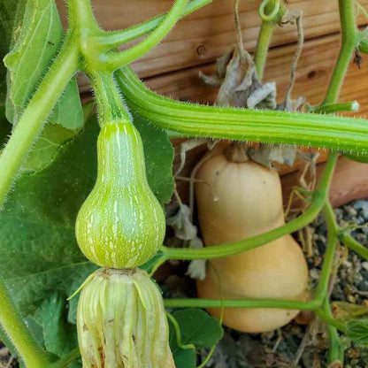 Winter Squash Seeds