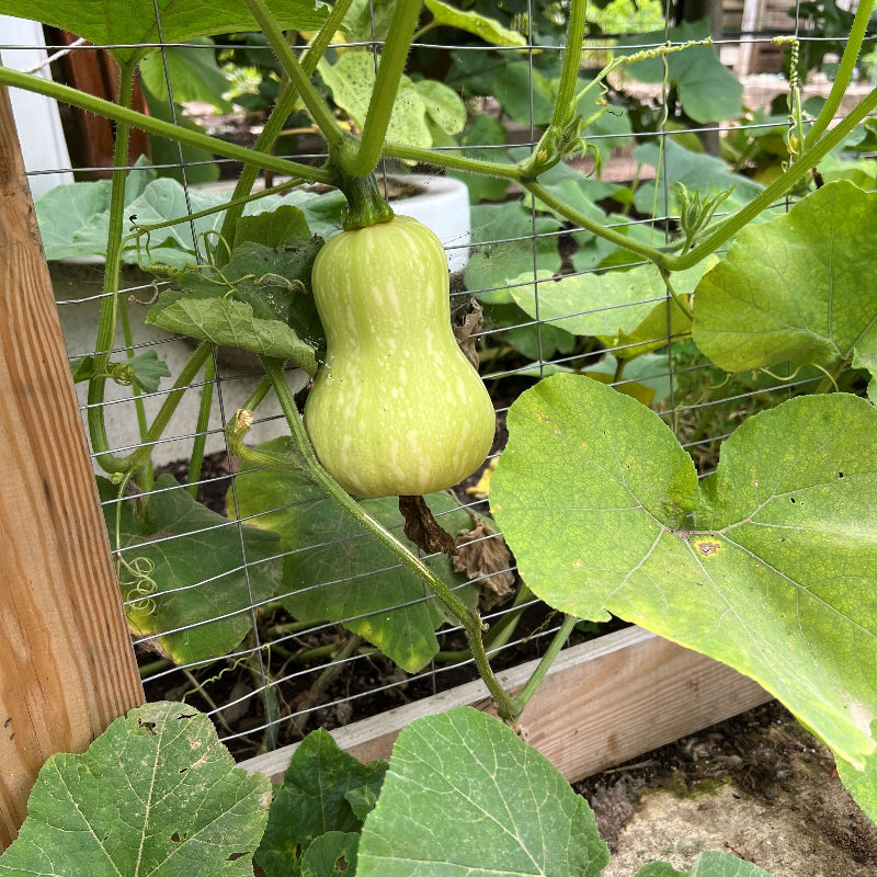 Winter Squash Seeds