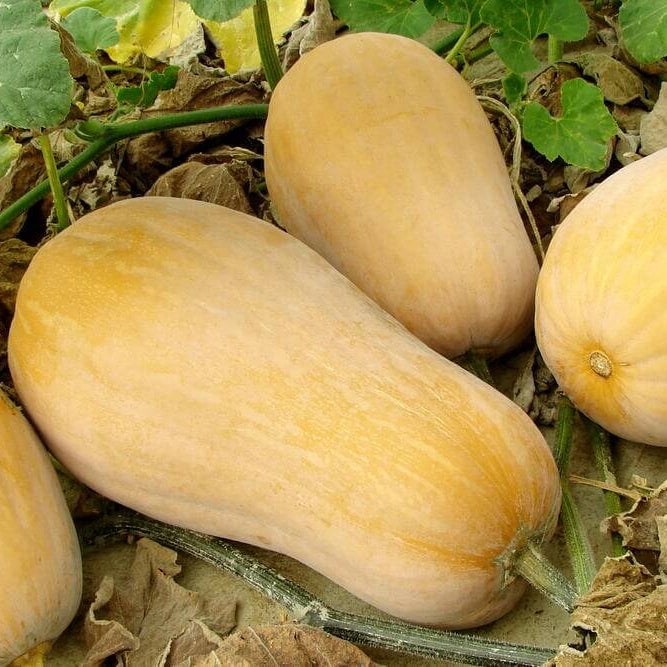 Winter Squash Seeds - Vegetable Plant
