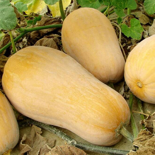 Winter Squash Seeds - Vegetable Plant