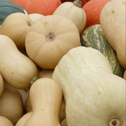 Winter Squash Seeds - Vegetable Plant