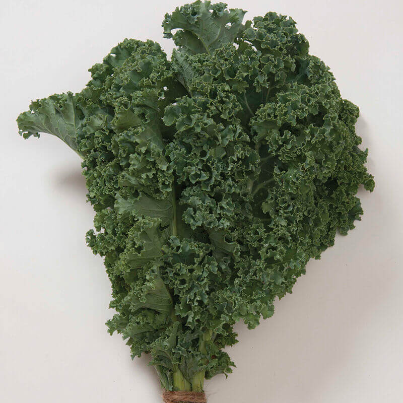 Winterbor kale seeds - Vegetable Plant
