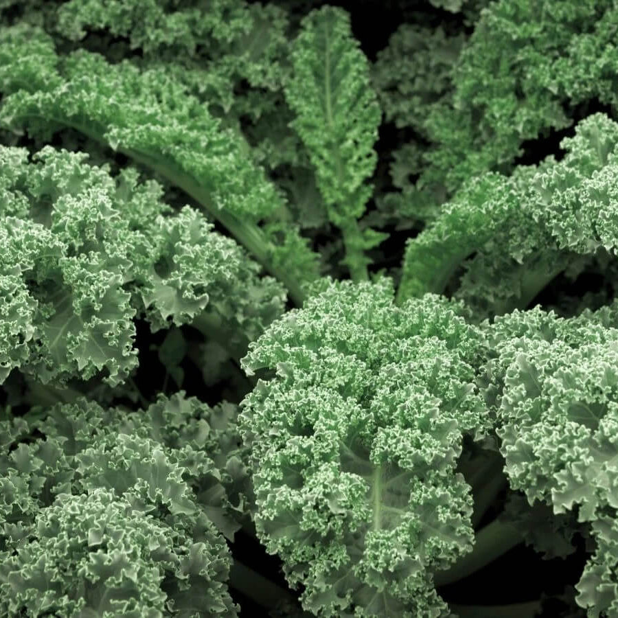 Winterbor kale seeds - Vegetable Plant