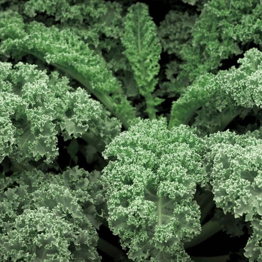 Winterbor kale seeds - Vegetable Plant