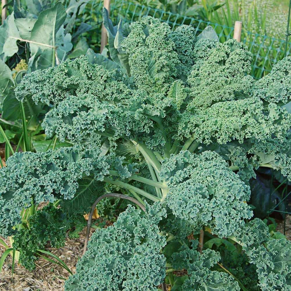 Winterbor kale seeds - Vegetable Plant