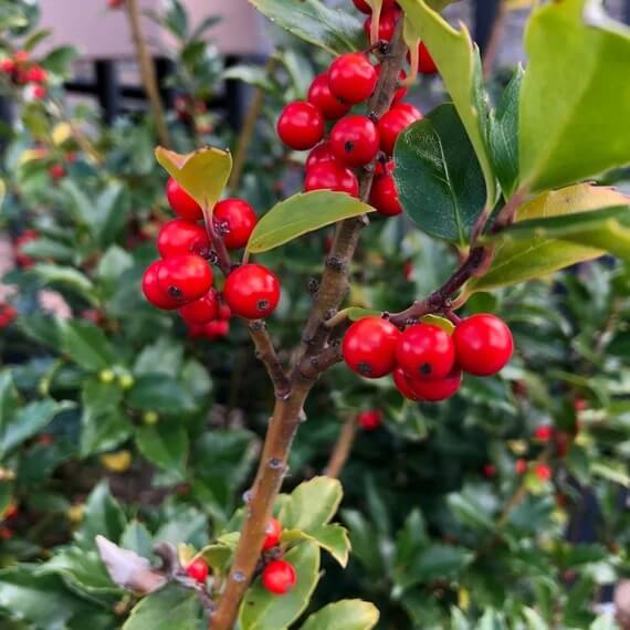 Wintergreen Seeds - Herbal Plant for Home Gardens