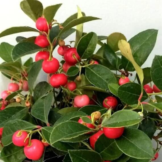 Wintergreen Seeds - Herbal Plant for Home Gardens