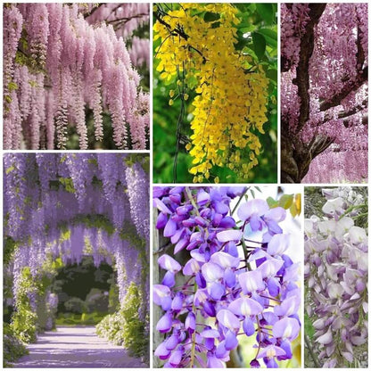 Wisteria Seeds