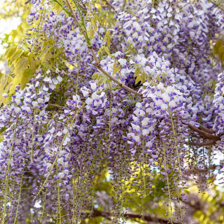 Wisteria Seeds