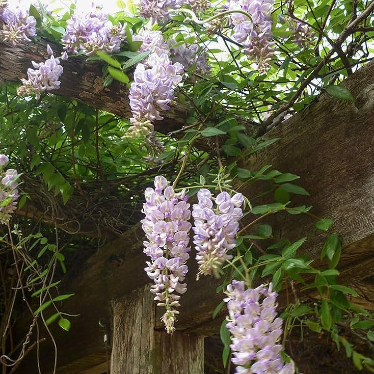 Wisteria Seeds