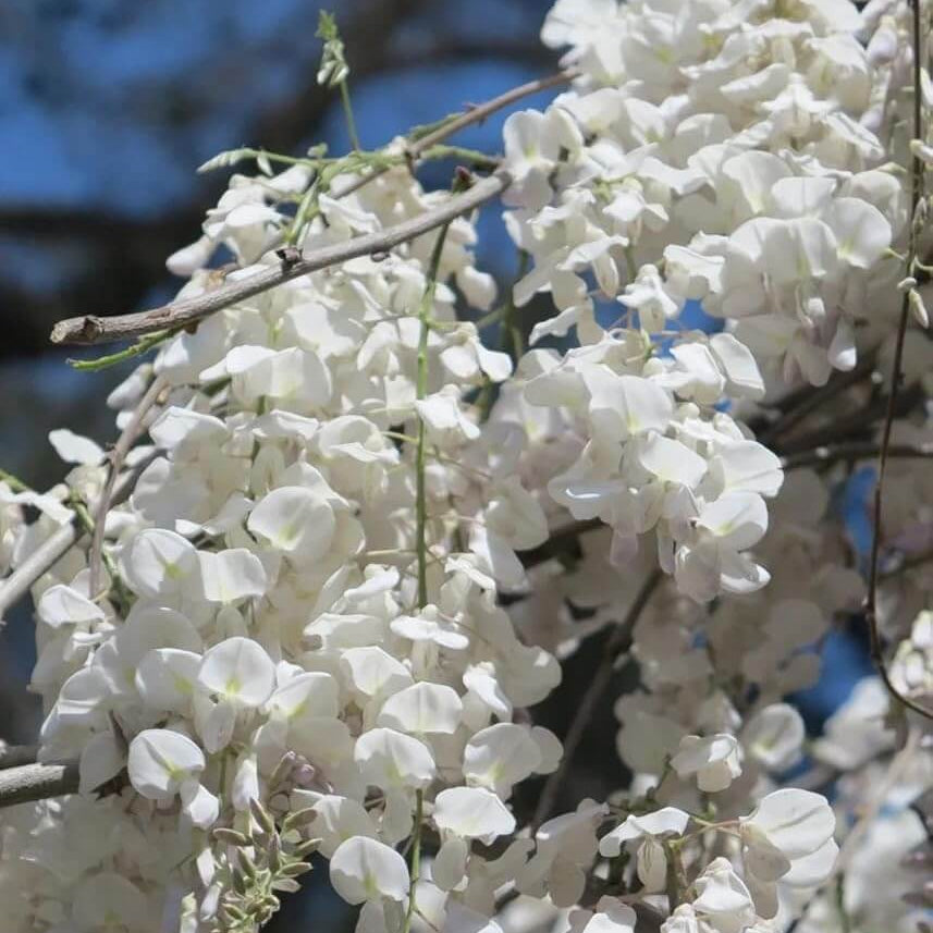 Wisteria Seeds