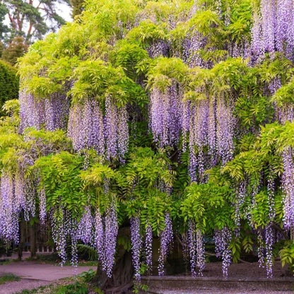Wisteria Seeds