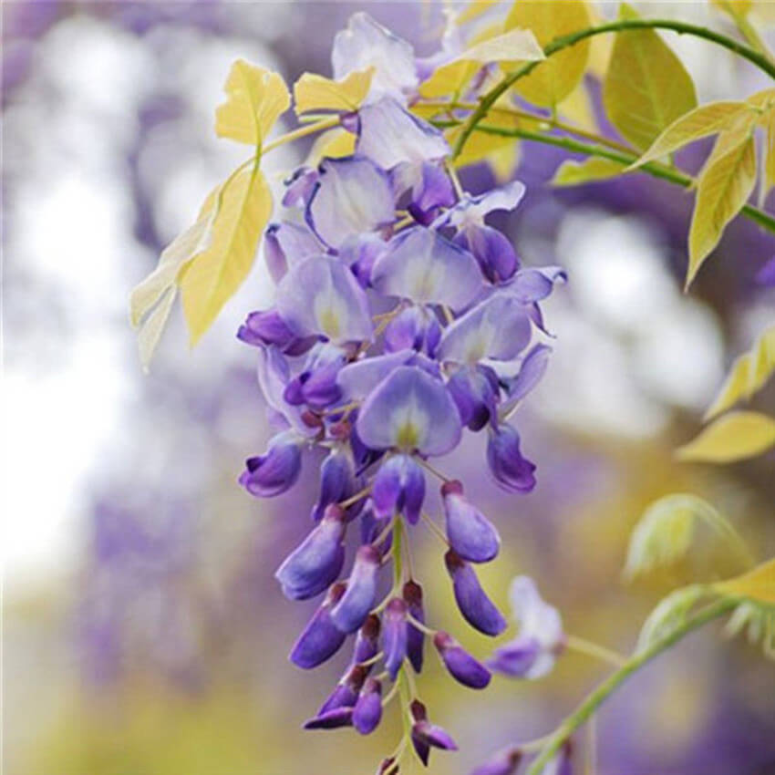 Wisteria Seeds - Flower Plant for Home Gardens