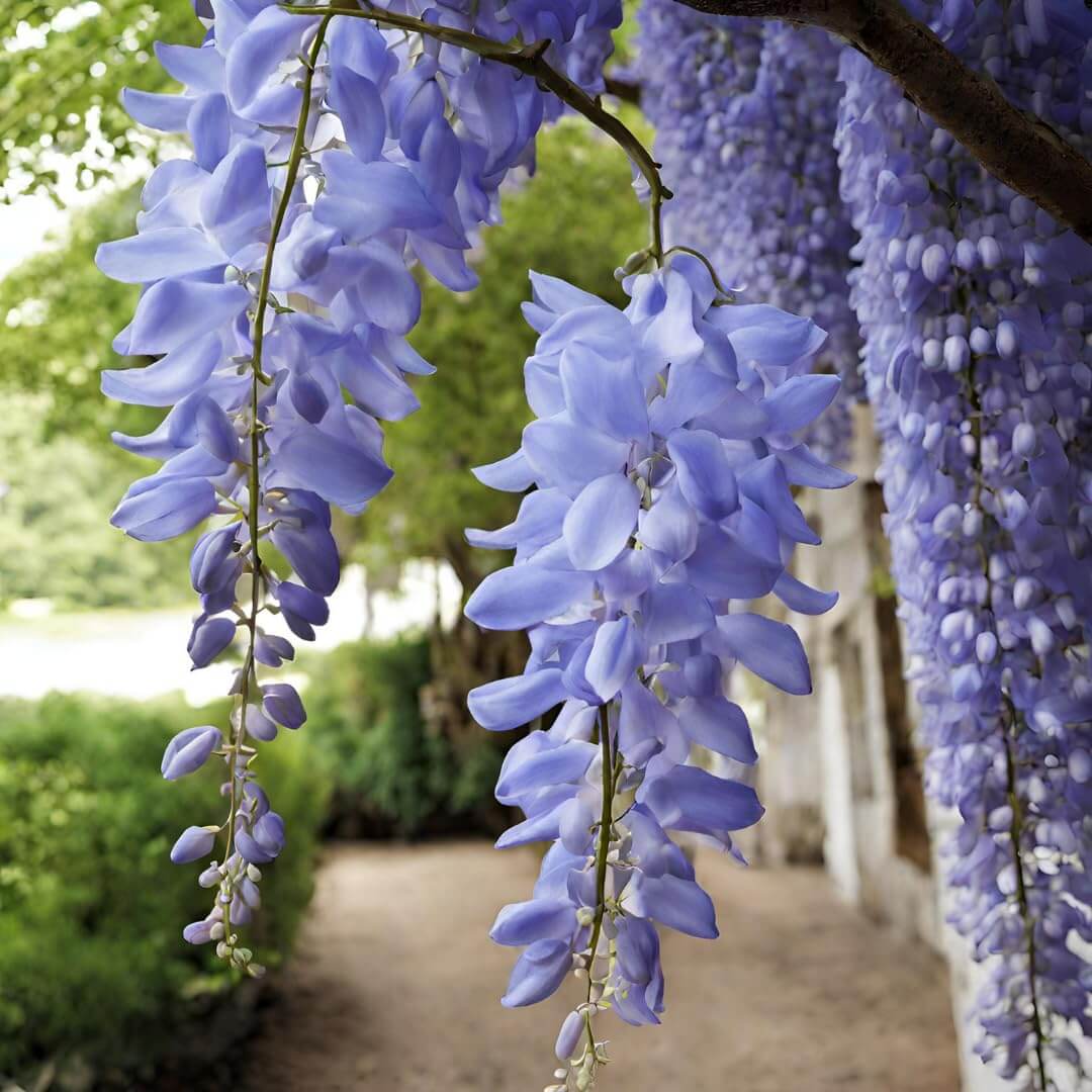 Wisteria Seeds - Flower Plant for Home Gardens