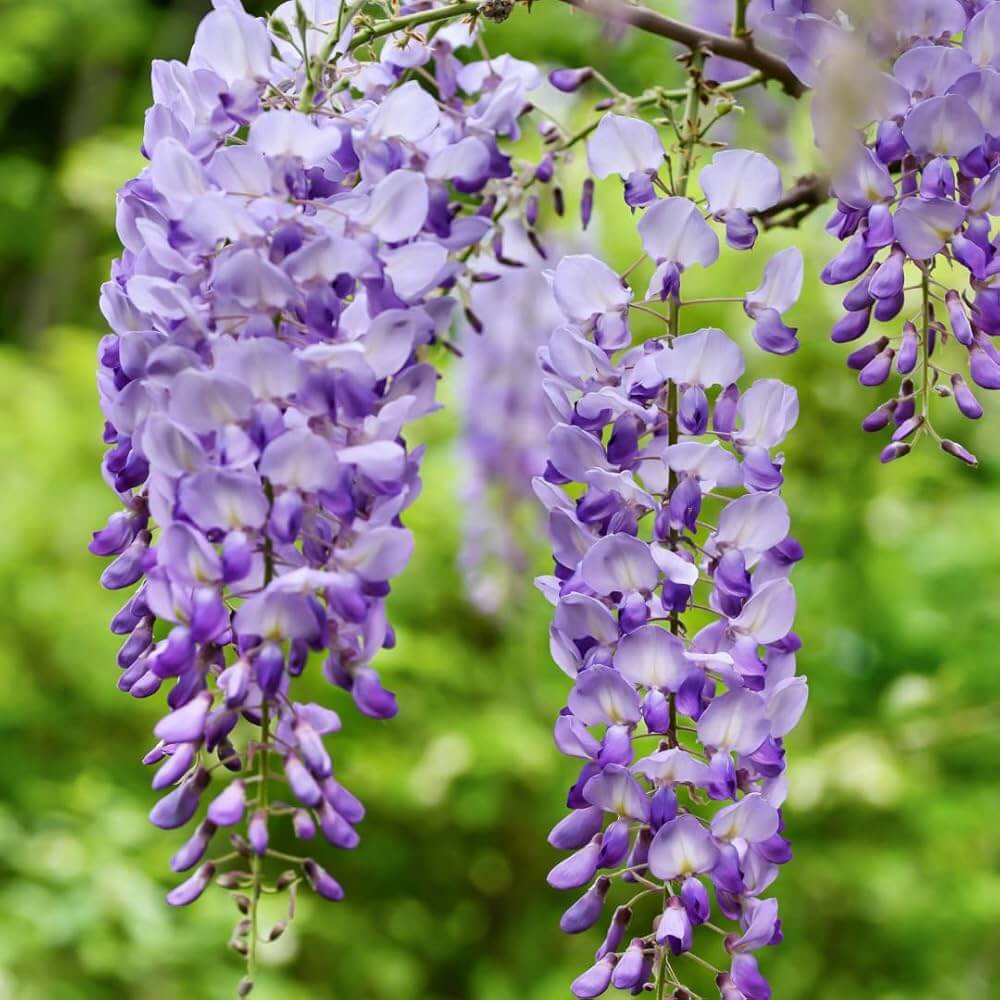 Wisteria Seeds - Flower Plant for Home Gardens