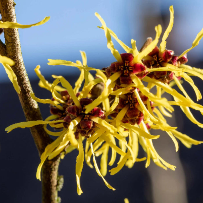 Witch Hazel Seeds - Herbal Plant