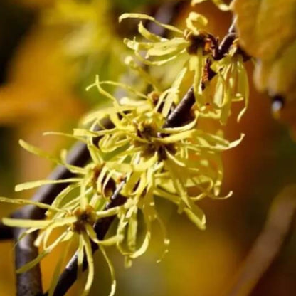 Witch Hazel Seeds - Herbal Plant