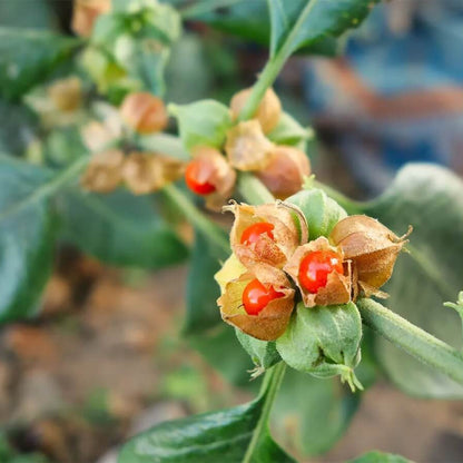 Withania Somnifera Seeds - Herbal Plant