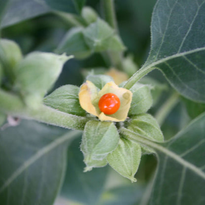 Withania Somnifera Seeds - Herbal Plant