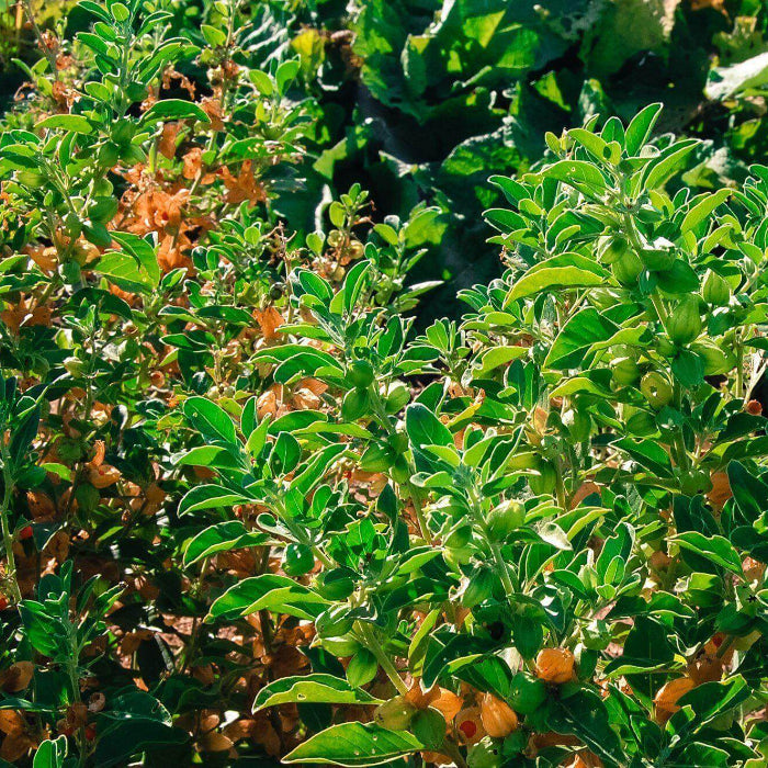 Withania Somnifera Seeds - Herbal Plant