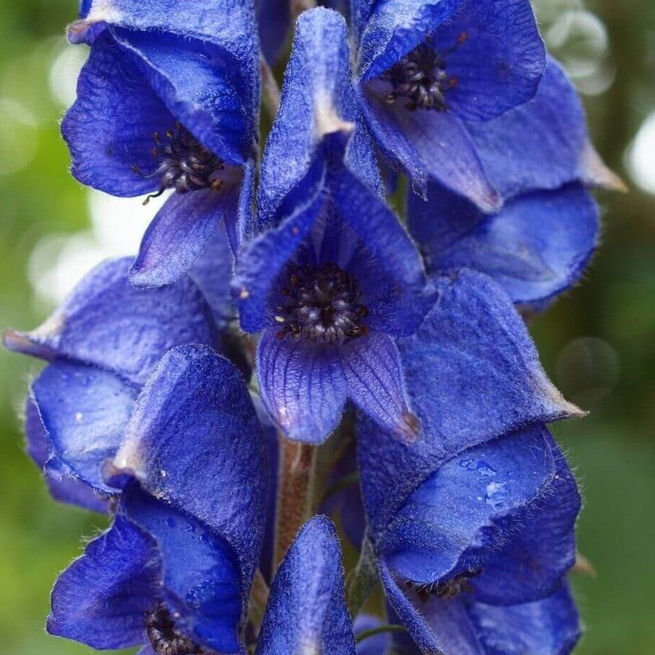 Wolfsbane Seeds
