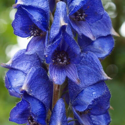 Wolfsbane Seeds